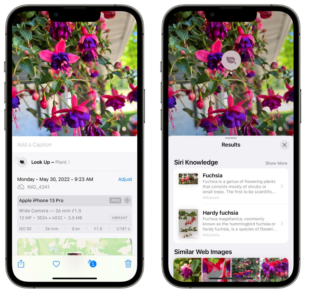 太康苹果手机维修分享小技巧：使用 iPhone 相机识别花卉植物 